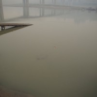Yangtze Swim