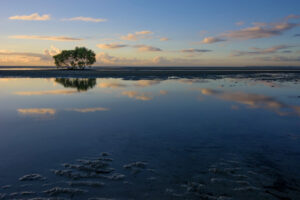 Mangrove Dawn