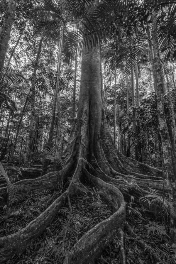 Tree of Life
