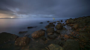 Baby Mangrove at Night