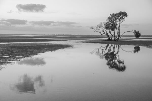 Mangrove Reflections