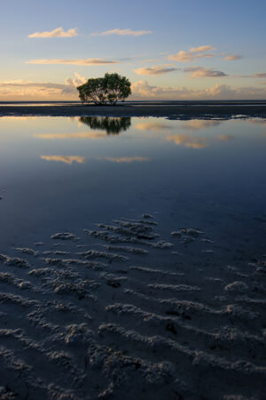 Mangrove Dawn Vertical